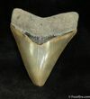 High Quality Bone Valley Megalodon Tooth Inches #928-1